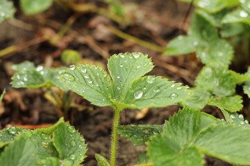 plant with dew drops