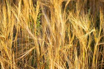 selective focus of a field under barley cultivation in summer ripe for harvesting