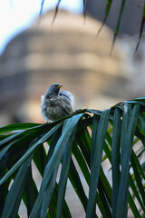 Sparrow in Lodhi Garden - New Delhi, India. The park spreads over 90 acres (360,000 m2), it...