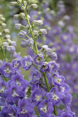 Obraz premium Stunning, tall blue delphnium flowers by the name Lilac Ladies, photographed in late summer at RHS Wisley garden, Surrey, UK