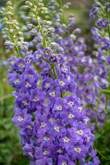 Obraz premium Stunning, tall blue delphnium flowers by the name Lilac Ladies, photographed in late summer at RHS Wisley garden, Surrey, UK