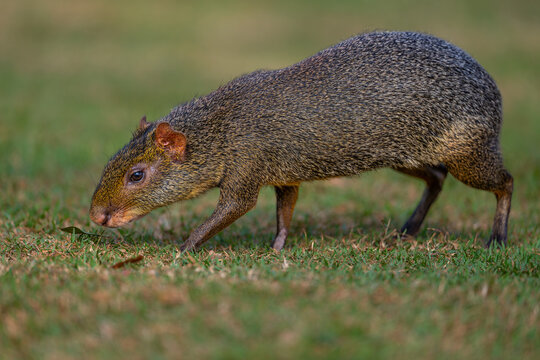Azara's agouti (Dasyprocta azarae)