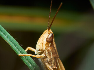 Saltamontes