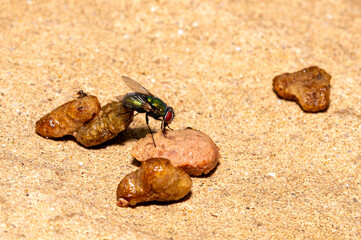 Bluebottle fly eating discarded cat food meat