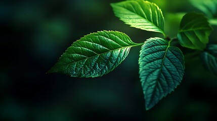 Close-up of vibrant green leaves with a blurred background, highlighting the intricate details and texture of the foliage.