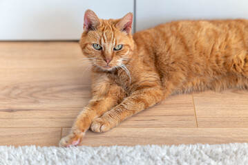 Old ginger cat with striped fur, long whiskers and green eyes. Lying on a wooden floor and looking at the camera. Pet. Mammals. Funny, smart, sly look. Relaxation. Home environment.