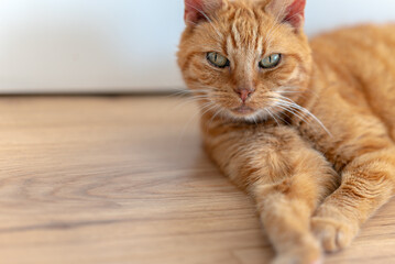 Naklejka premium Old ginger cat with striped fur, long whiskers and green eyes. Lying on a wooden floor and looking at the camera. Pet. Mammals. Funny, smart, sly look. Relaxation. Home environment.