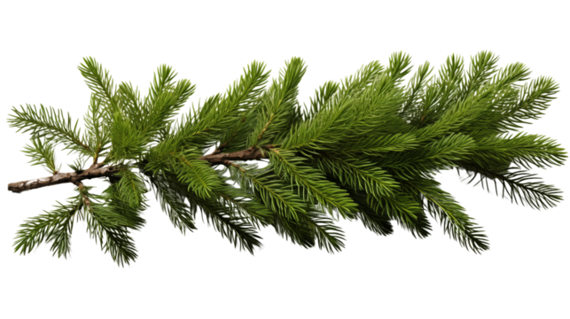 Spruce branch, Realistic Christmas tree, isolated on transparent background.