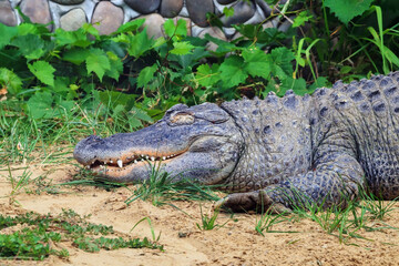 American alligator lies on the sand with eyes closed. The Alligator mississippiensis