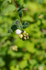 common snowberry (Symphoricarpos albus)