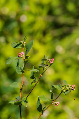common snowberry (Symphoricarpos albus)