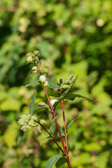 common snowberry (Symphoricarpos albus)