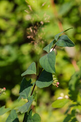 common snowberry (Symphoricarpos albus)