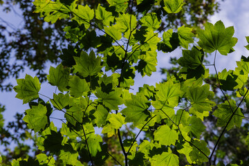 Sunlight through the maple leaves