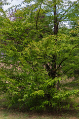Fototapeta premium Dawn redwood (Metasequoia glyptostroboides)