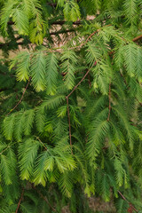 Dawn redwood (Metasequoia glyptostroboides)