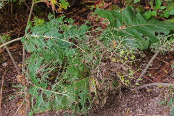 Damaged plant