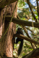 Squirrel in a tree