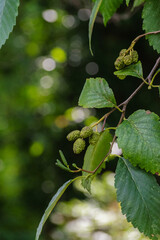 White Alder (Alnus rhombifolia)