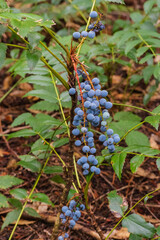 dwarf Oregon-grape, Cascade barberry, Cascade Oregon-grape, or dull Oregon-grape (Berberis nervosa)