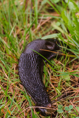 Black slug in the grass