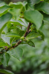 Magnolia × soulangeana