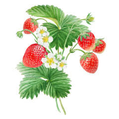 Red strawberry with white flowers bush handdrawn watercolor illustration. Food art, fresh botanical realistic painting. Summer sweet berry clipart for restaurant, cafe menu, farm goods, vegan products