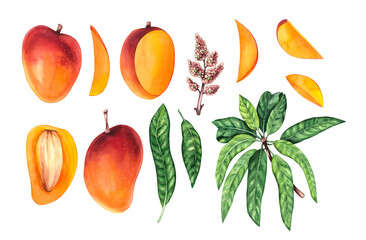 Watercolor mango set. Hand drawn mango. Set of mango with leaves and flowers isolated elements. Watercolor mango plant for design of food, textile, fabric, menu, restaurant and others
