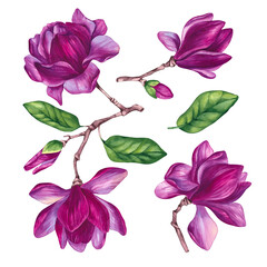 Watercolor magnolia set. Red pink magnolia flowers on branches with leaves. Purple magnolia flowers. Hand drawn magnolia for design of invitations, cards, packaging, etc.