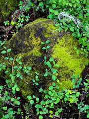 Mossy rock and vines nature, plant, leaf, tree, leaves, garden, ivy, texture