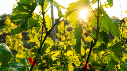 Obraz premium Green Leaves with Sunlight Close-up