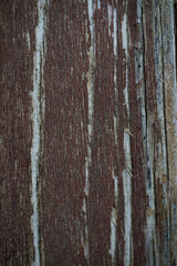 Texture of natural aged wood