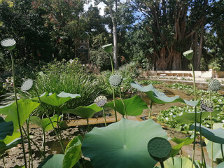 Laghetto con ninfee e papaveri nel giardino botanico di Palermo.