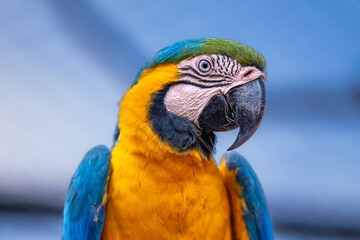 Blue-and-yellow macaw (Ara ararauna)