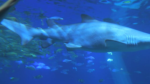 A large predatory shark in a clean large aquarium. Underwater world