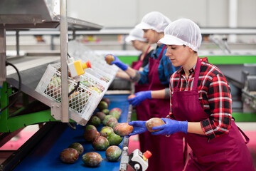Focused women working on fruit sorting line at warehouse, checking quality of mango