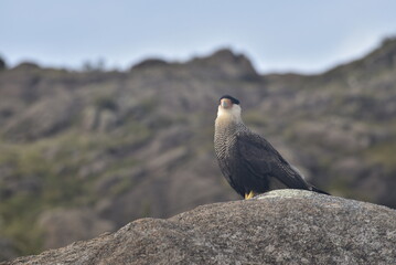 eagle on the rock