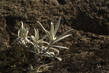 close up of a plant