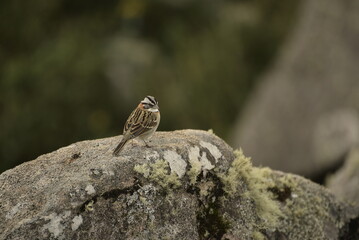 robin on a rock