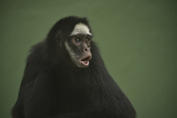 portrait of a black faced spider