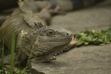 iguana in the zoo