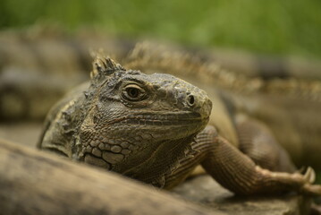 iguana on a rock