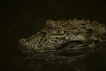 cayman in the water