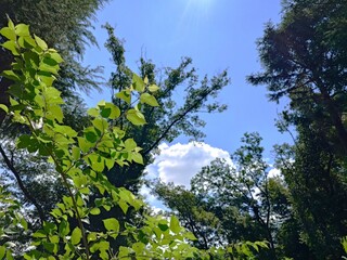 landscape with beautiful sky and cloud