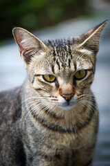 A detailed close-up of a domestic tabby cat with striking yellow eyes and distinctive markings. Perfect for pet enthusiasts or animal-themed projects. Suitable for Animals and Pets categories.
