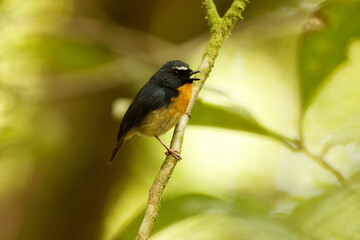 The snowy-browed flycatcher (Ficedula hyperythra annalisa) is a species of bird in the Old World...