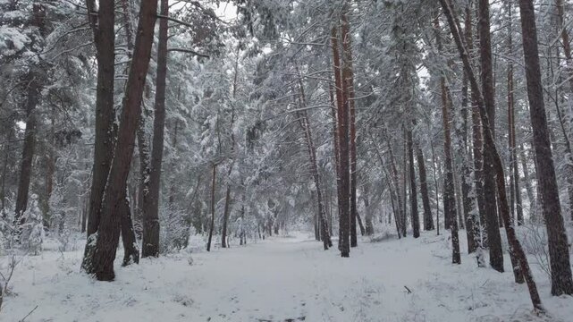 Quality video of a walking in a beautiful winter forest, fresh snow