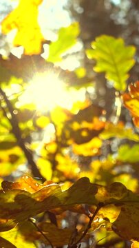 Vertical video of a beautiful autumn leaves in a sunlight.