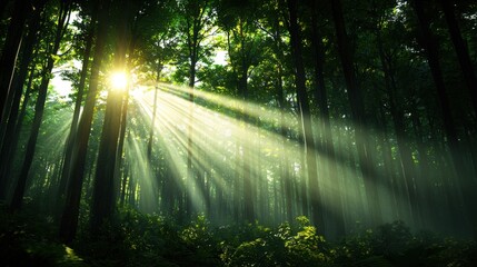 A serene forest scene with morning sunlight gently piercing through a dense canopy, creating a soft and warm glow on the forest floor and illuminating misty air between tall, ancient trees