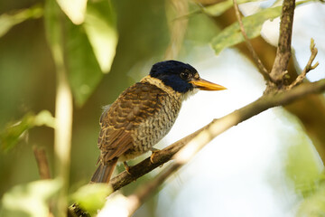 The scaly-breasted kingfisher or regent kingfisher (Actenoides princeps) is a species of bird in the family Alcedinidae endemic to  Sulawesi in Indonesia.